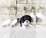 Small Photo #5 Cavalier King Charles Spaniel Puppy For Sale in HIGHLAND, UT, USA