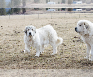 Mother of the Great Pyrenees puppies born on 03/20/2023