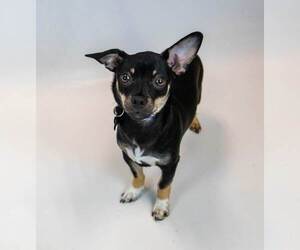 McDonald - Male Chihuahua-Unknown Mix Dog for Adoption - Photo #6
