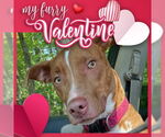 Small #20 American Pit Bull Terrier-Blue Lacy Mix