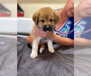 Border Collie-Great Pyrenees Mix Dogs for adoption in Pueblo West, CO, USA