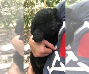 Newfypoo Puppy for sale in RIVERVIEW, FL, USA
