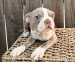 Image preview for Ad Listing. Nickname: Puppy 1