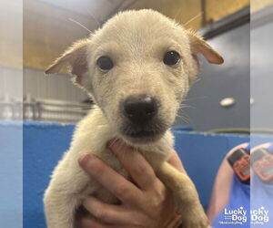 Labrador Retriever-Unknown Mix Dogs for adoption in Washington, DC, USA