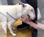 Small #1 Bull Terrier