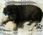 Small Photo #31 Golden Labrador Puppy For Sale in IDAHO SPRINGS, CO, USA
