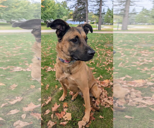 Medium Photo #2 German Shepherd Dog-Unknown Mix Puppy For Sale in Brooklyn Center, MN, USA