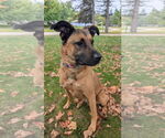 Small #1 German Shepherd Dog Mix