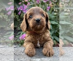 Small Photo #4 Cavapoo Puppy For Sale in DUNDEE, OH, USA