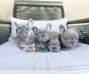 French Bulldog Puppy for Sale in EASTVALE, California USA