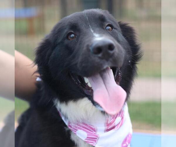 Medium Photo #1 Borador Puppy For Sale in San Antonio, TX, USA
