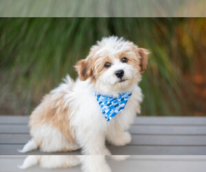 Havanese Puppy for sale in NORTH LAWRENCE, OH, USA
