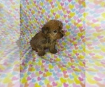 Puppy 1 Yorkshire Terrier