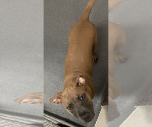 American Pit Bull Terrier Dogs for adoption in Glen Allen, VA, USA