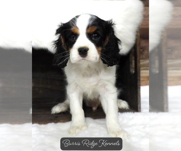 Medium Photo #5 Cavalier King Charles Spaniel Puppy For Sale in CARLISLE, KY, USA