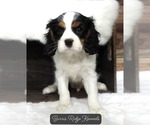 Small Photo #5 Cavalier King Charles Spaniel Puppy For Sale in CARLISLE, KY, USA
