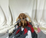 Image preview for Ad Listing. Nickname: Cooper