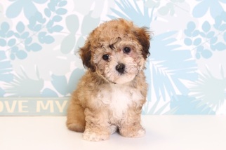 Poodle (Toy)-Yorkshire Terrier Mix Puppy for sale in NAPLES, FL, USA