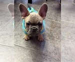 Small Photo #28 French Bulldog Puppy For Sale in FITCHBURG, WI, USA