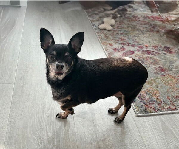 Medium Photo #2 Chihuahua Puppy For Sale in oakland, FL, USA