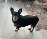 Small #1 Chihuahua