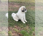 Small Photo #7 Great Pyrenees Puppy For Sale in BLAIRSVILLE, GA, USA