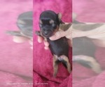 Small Photo #161 Yorkshire Terrier Puppy For Sale in AKRON, OH, USA