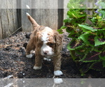 Small #3 Cavapoo-Poodle (Toy) Mix