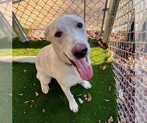 Labrador Retriever-Unknown Mix Dogs for adoption in Murfreesboro, TN, USA
