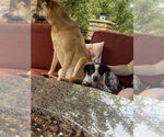 Small #2 Australian Shepherd Mix