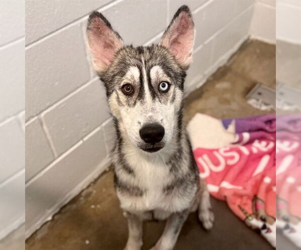 Medium Photo #1 Siberian Husky-Unknown Mix Puppy For Sale in Tavares, FL, USA