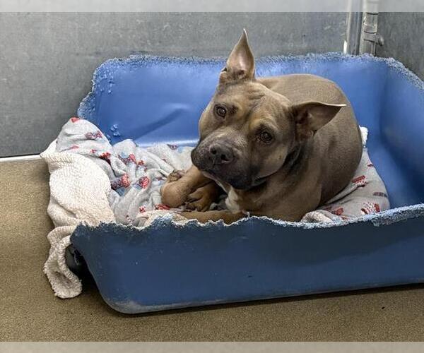 Medium Photo #1 Mutt Puppy For Sale in HESPERIA, CA, USA