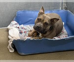 Mutt Dogs for adoption in HESPERIA, CA, USA