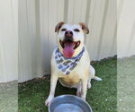 Small #2 American Pit Bull Terrier Mix
