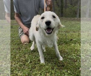Mutt Dogs for adoption in Thomasville, NC, USA