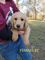 Labradoodle Puppy for sale in CLARKSVILLE, TX, USA
