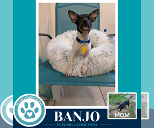Banjo (Scooters Skittles) 100326 - Male Chiweenie Dog for Adoption - Photo #2