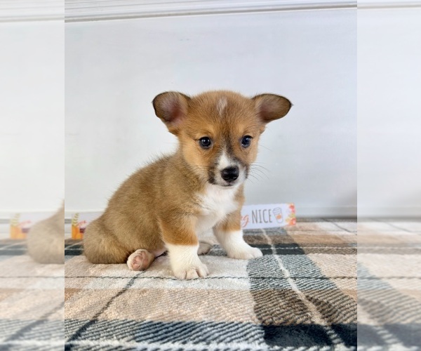 Medium Photo #5 Pembroke Welsh Corgi Puppy For Sale in GREENFIELD, IN, USA