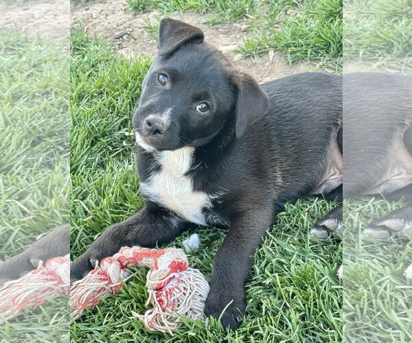 Medium Photo #2 Labrador Retriever-Unknown Mix Puppy For Sale in Sandy, UT, USA