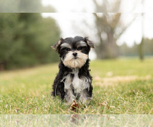 Morkie Puppy for Sale in WARSAW, Indiana USA