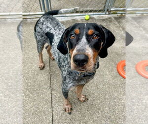 Medium Bluetick Coonhound