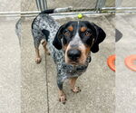 Small Bluetick Coonhound
