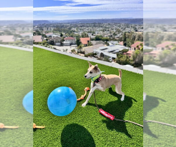 Medium Photo #4 American Pit Bull Terrier-Siberian Husky Mix Puppy For Sale in San Diego, CA, USA