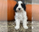 Templeton - Male Bernedoodle (Miniature) Puppy for Sale - Photo #6