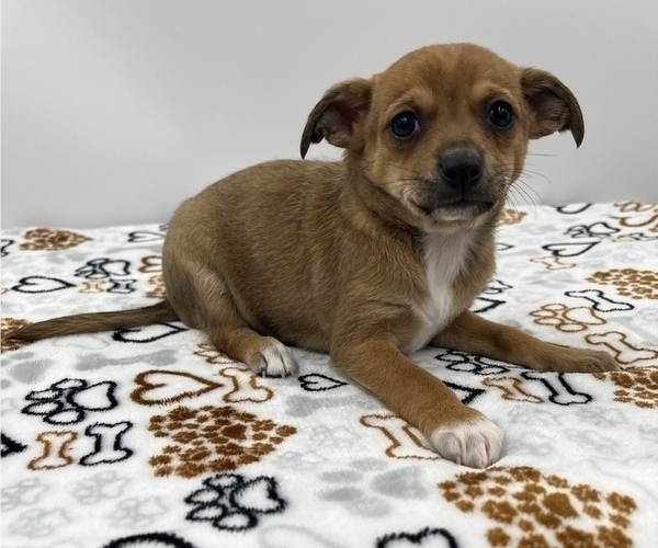 Medium Photo #1 Jack Chi Puppy For Sale in SAINT AUGUSTINE, FL, USA