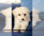 Small Photo #28 Maltipoo (Miniature) Puppy For Sale in HIGH POINT, NC, USA