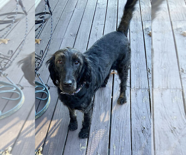 Medium Photo #4 Labrador Retriever-Unknown Mix Puppy For Sale in Candler, NC, USA