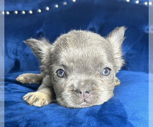 French Bulldog Puppy for sale in SEATTLE, WA, USA