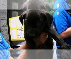 Labrador Retriever Dogs for adoption in Tulsa, OK, USA