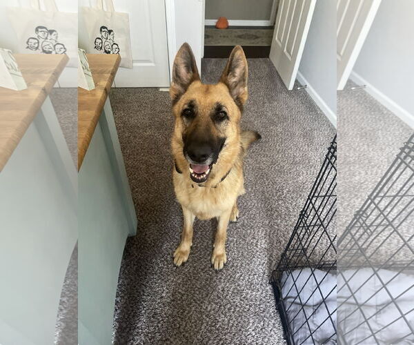 Medium Photo #8 German Shepherd Dog Puppy For Sale in Kansas City, MO, USA